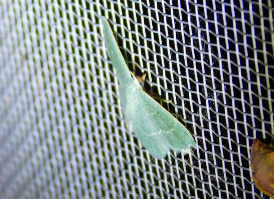 Phaiogramma etruscaria - fehérpettyes zöldaraszoló