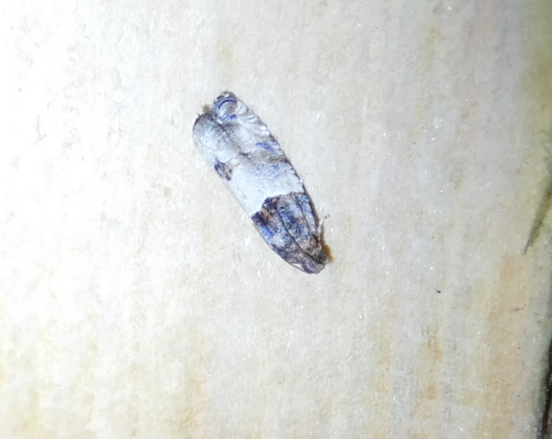 Notocelia roborana - rózsarügy-tükrösmoly