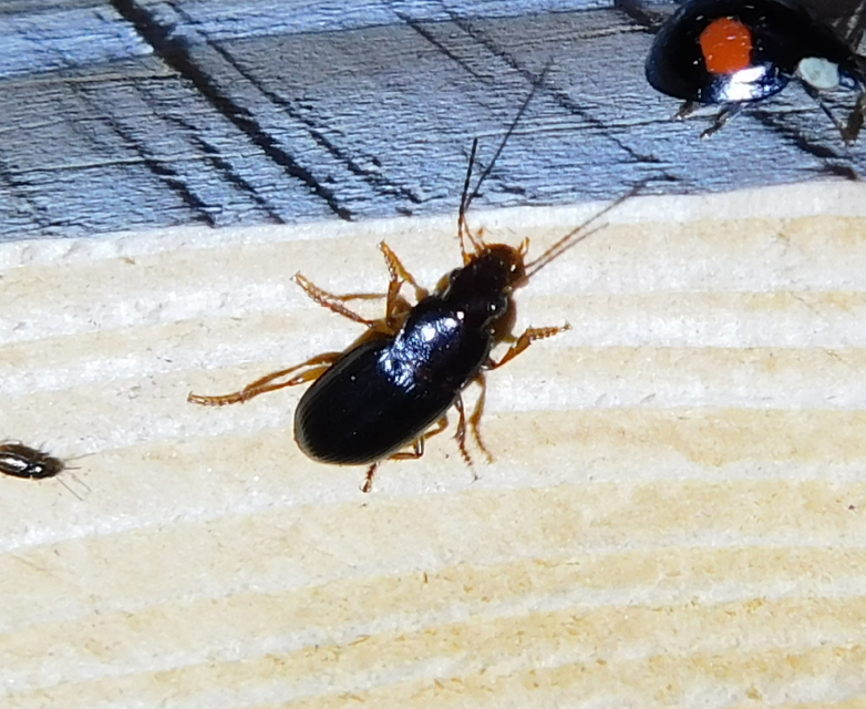 Harpalus griseus - kis selymesfutó