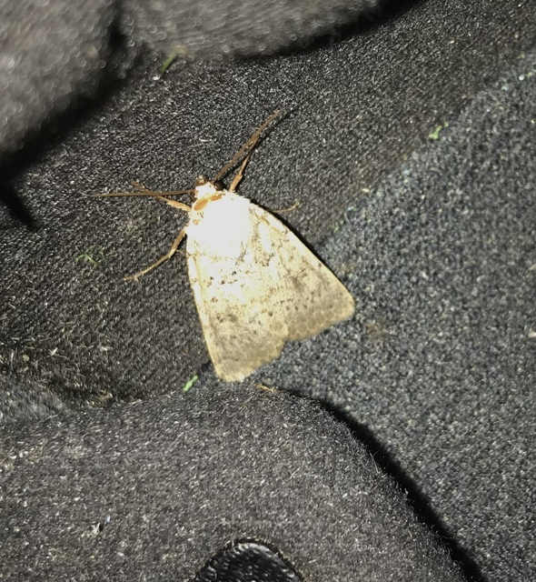 Hoplodrina respersa - bogáncs-selymesbagoly