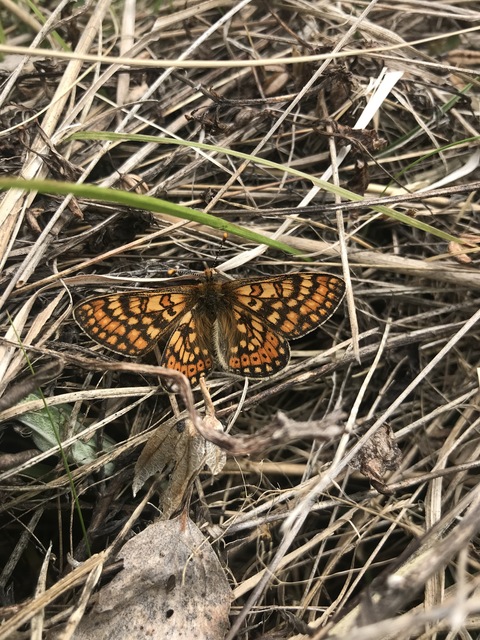 Euphydryas aurinia - lápi tarkalepke