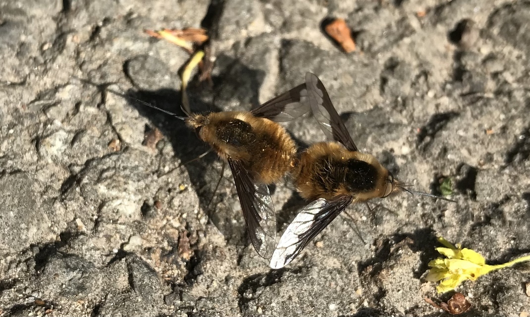 Bombylius major - szegélyes pöszörlégy