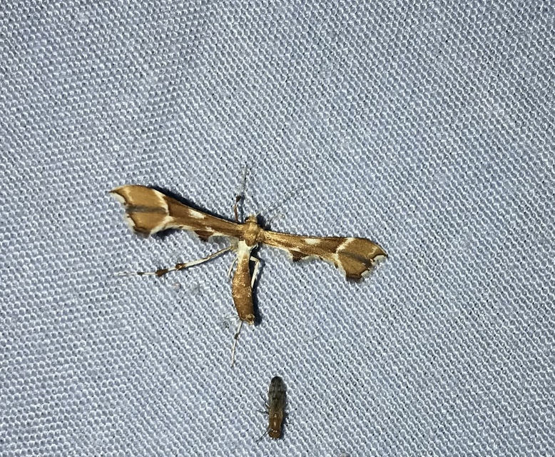 Cnaemidophorus rhododactyla - rózsabogyó-tollasmoly