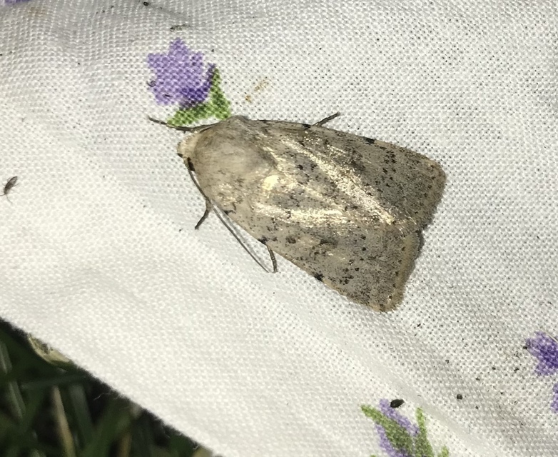 Hoplodrina respersa - bogáncs-selymesbagoly