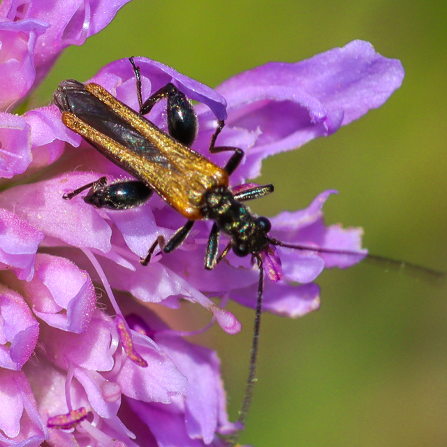 Oedemera femorata - sárgahátú álcincér
