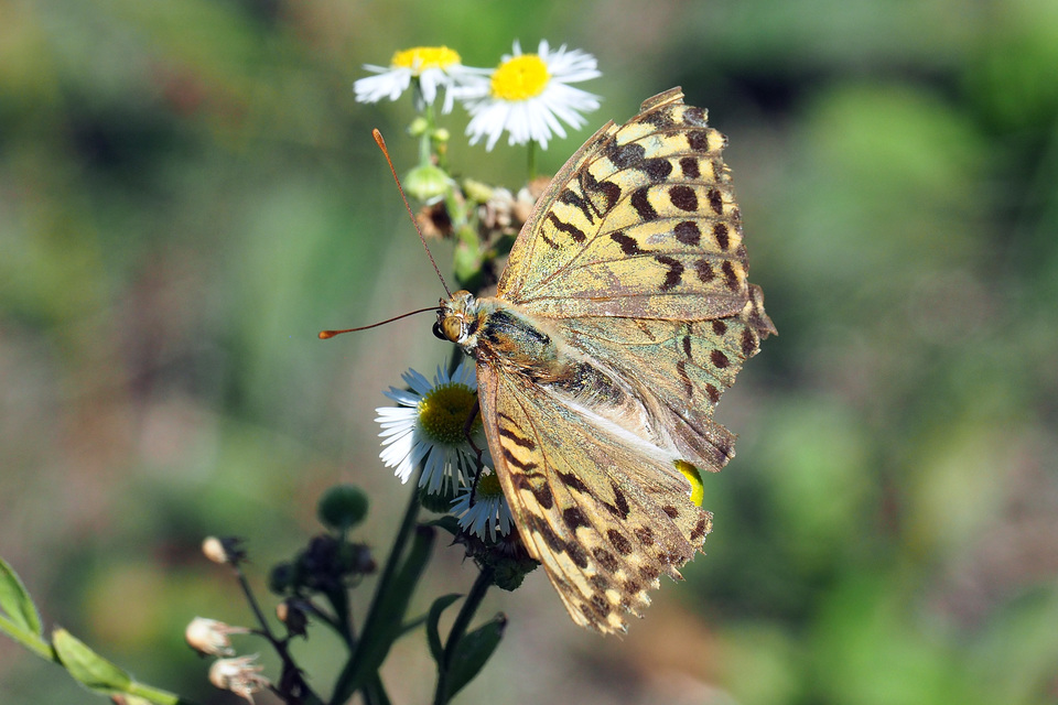 Argynnis pandora - zöldes gyöngyházlepke