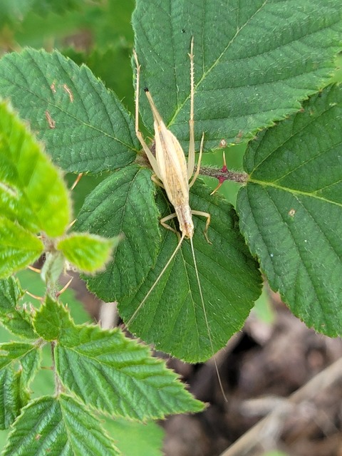 Oecanthus pellucens - pirregőtücsök