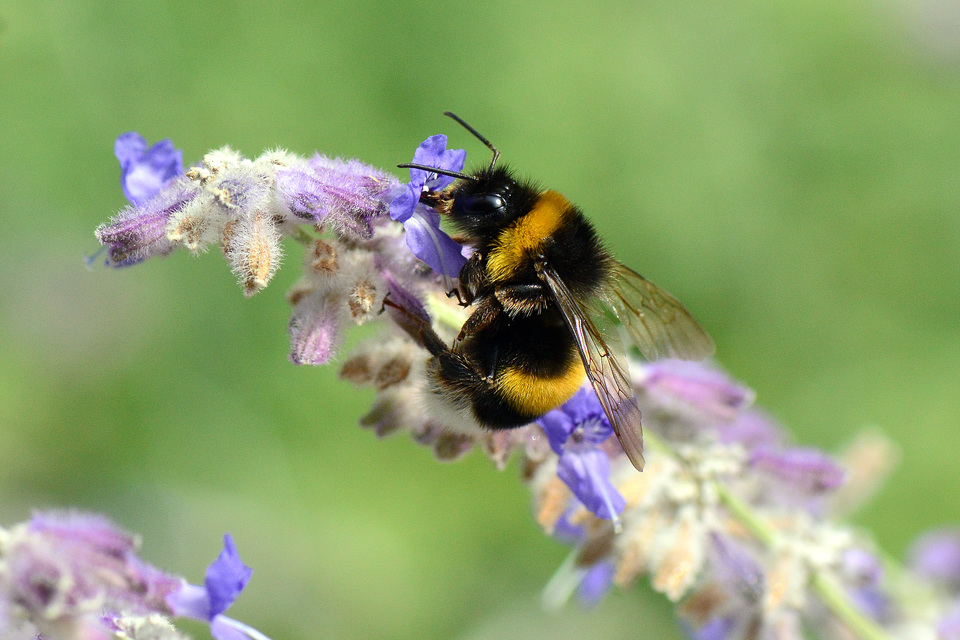 Bombus terrestris/lucorum