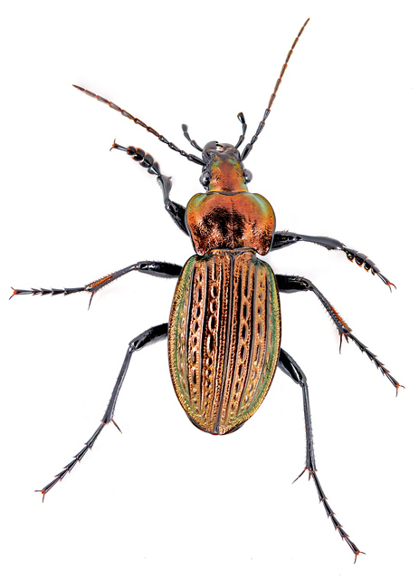 Carabus ulrichii - rezes futrinka Carabus ulrichii - rezes futrinka