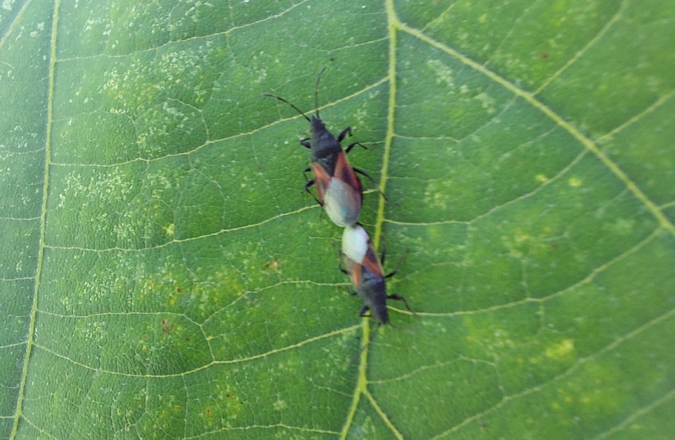 Oxycarenus lavaterae - hársbodobács