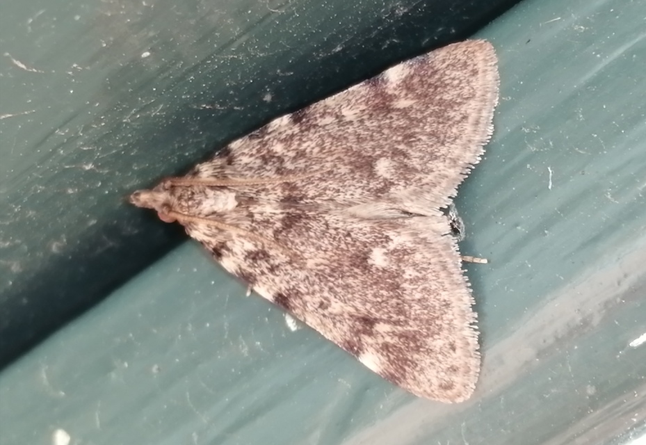 Aglossa pinguinalis - zsiradékmoly