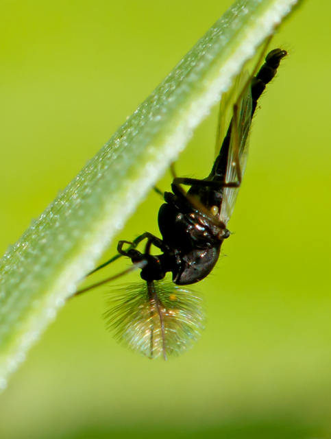 Chironomidae - árvaszúnyogok