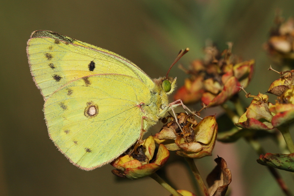 Colias chrysotheme - dolomit-kéneslepke