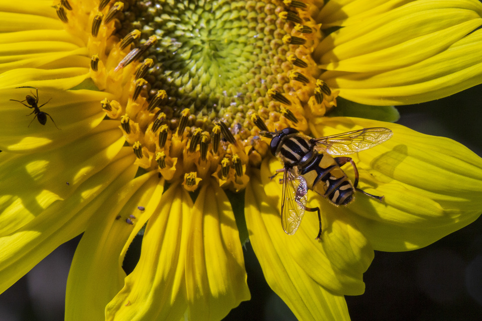 Helophilus pendulus - közönséges mocsárilégy