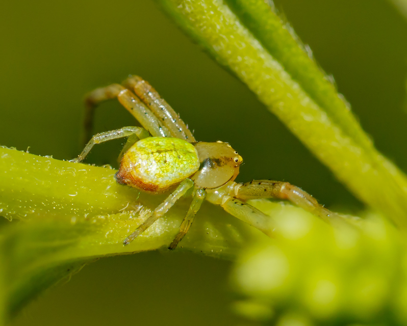 Ebrechtella tricuspidata - alakoskodó karolópók