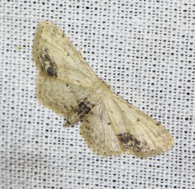 Idaea dimidiata - gyakori apróaraszoló