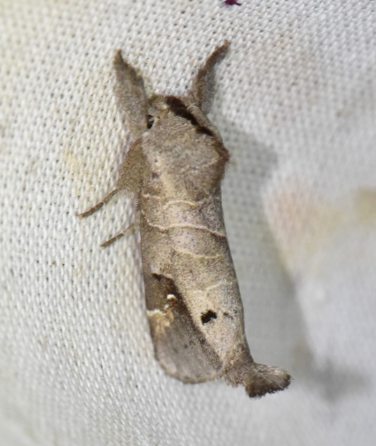Clostera anachoreta - tarka levélszövő