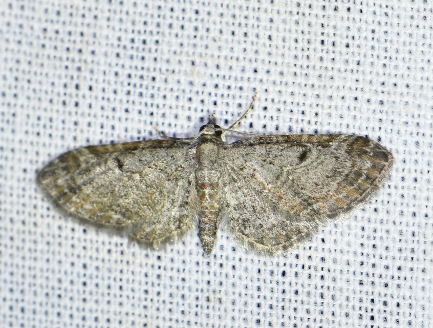 Eupithecia tenuiata - sötétszegélyű törpearaszoló