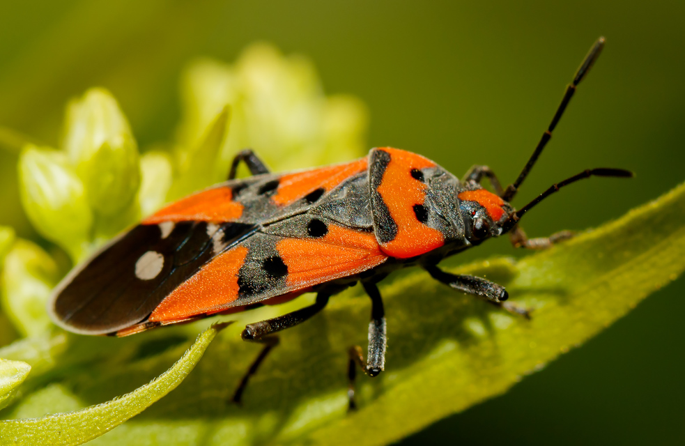 Lygaeus equestris - közönséges lovagbodobács