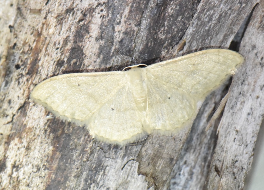 Idaea straminata - szalmasárga sávosaraszoló