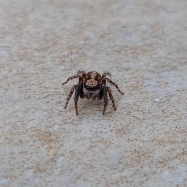 Pseudeuophrys