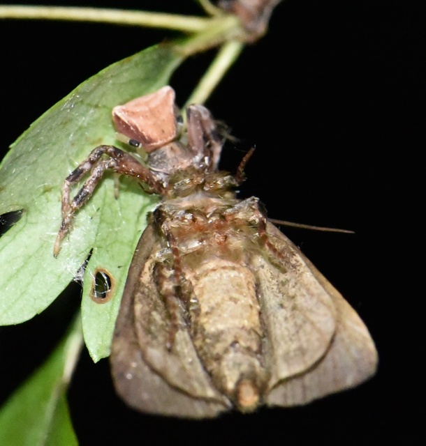 Pistius truncatus - csonka karolópók