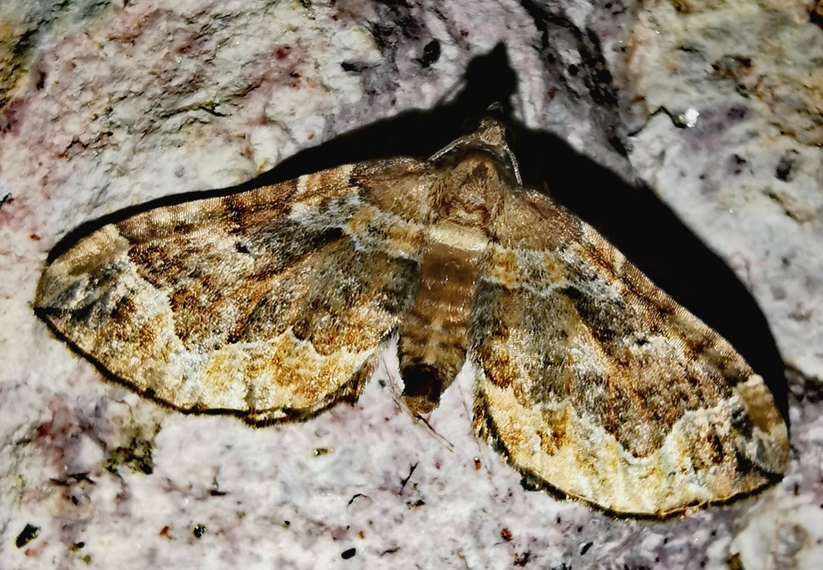 Pelurga comitata - nagy tarkaaraszoló