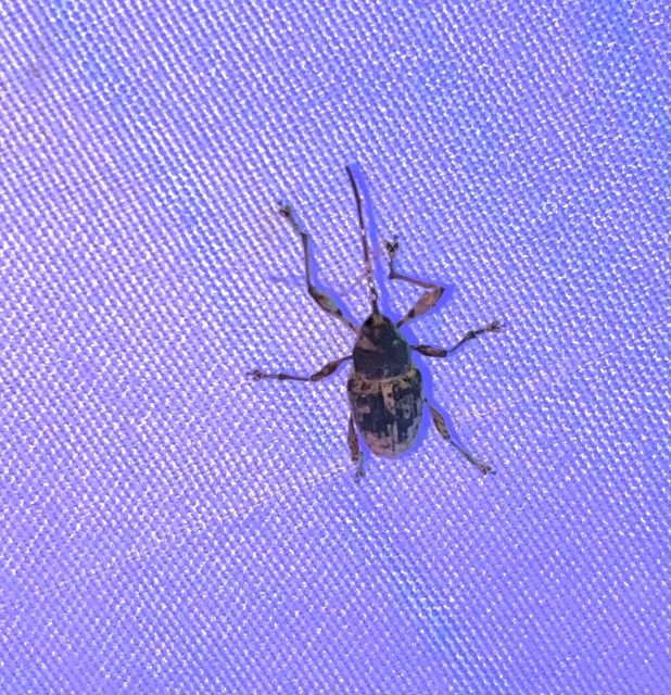 Curculio glandium - tölgymakkzsuzsóka