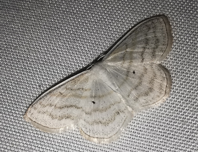 Scopula caricaria - mocsári fehéraraszoló