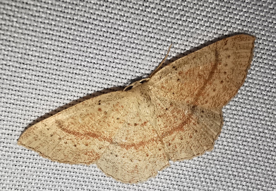 Cyclophora quercimontaria - tölgy-pettyesaraszoló