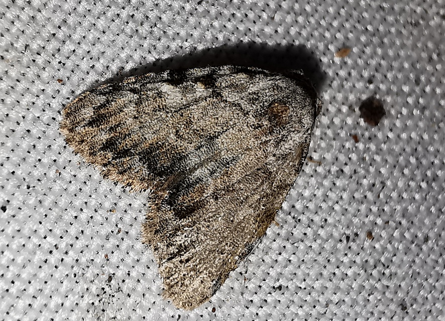 Meganola strigula - hamvas pamacsosszövő