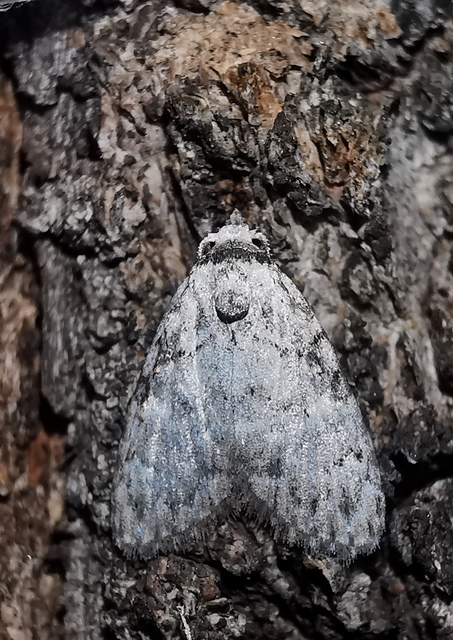 Meganola strigula - hamvas pamacsosszövő