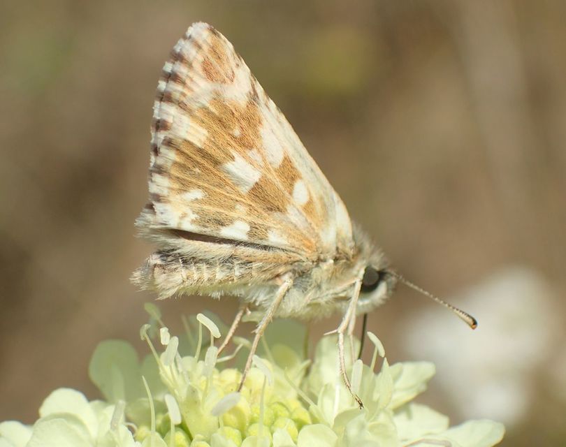 Pyrgus serratulae - homályos busalepke