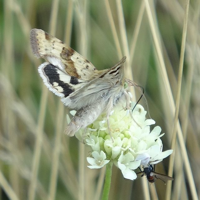 Heliothis viriplaca - mácsonyabagoly
