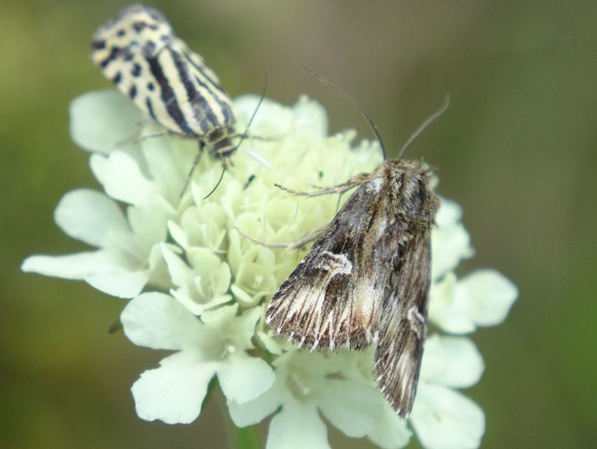 Actinotia radiosa - kis sugarasbagoly