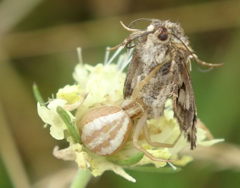 Actinotia radiosa - kis sugarasbagoly