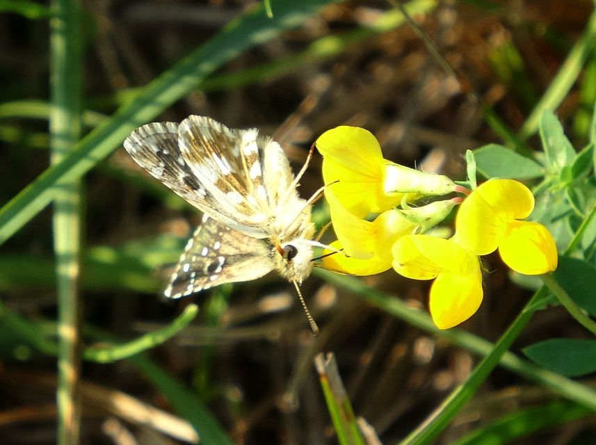 Pyrgus armoricanus - feles busalepke