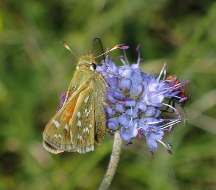Hesperia comma - vesszős busalepke