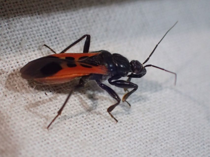 Peirates hybridus - foltos rablópoloska