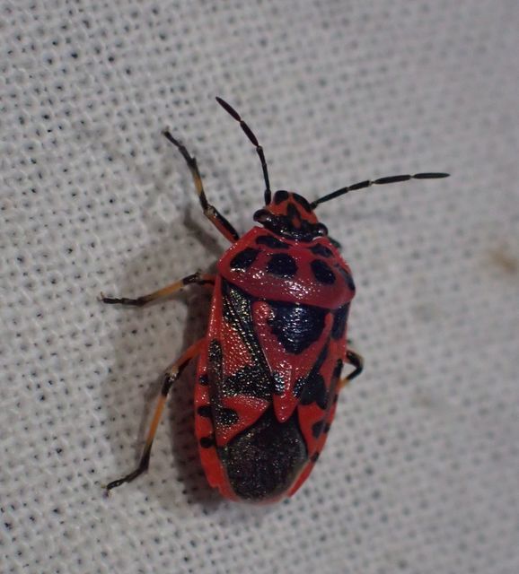 Eurydema