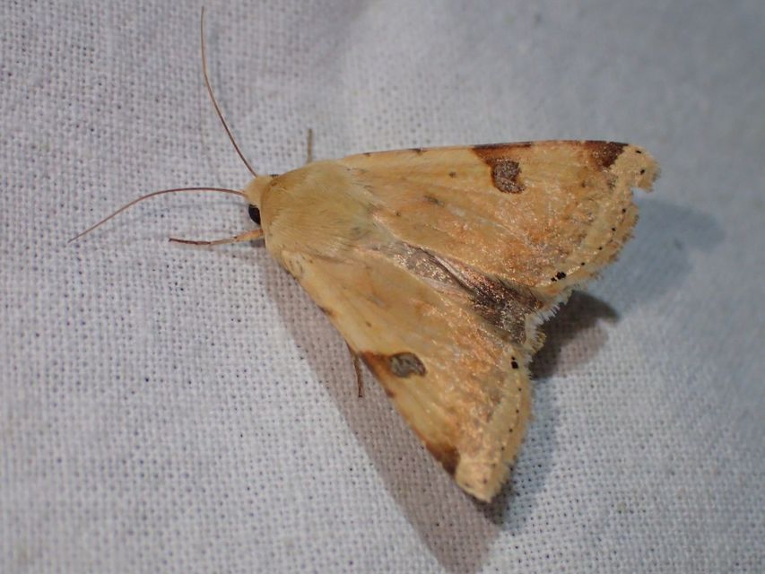 Heliothis peltigera - nagy veteménybagoly