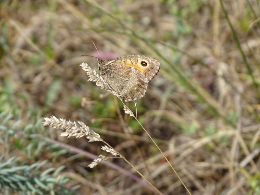 Arethusana arethusa - közönséges szemeslepke