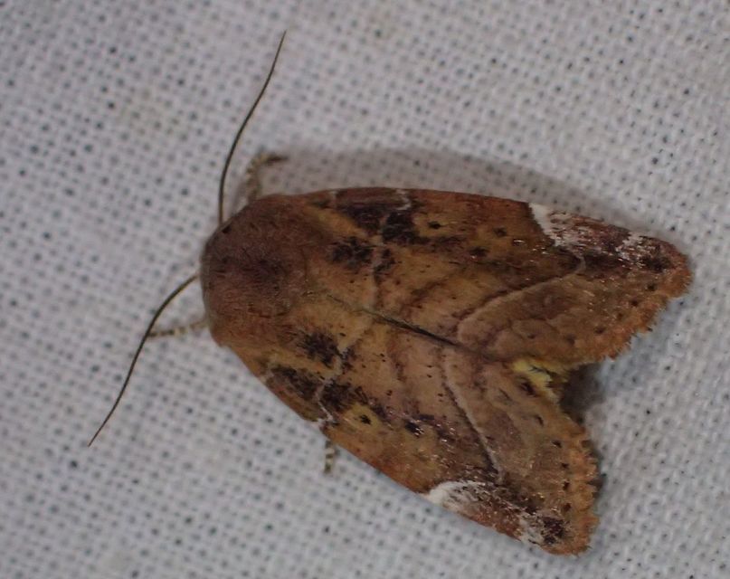 Cosmia affinis - barna lombbagoly