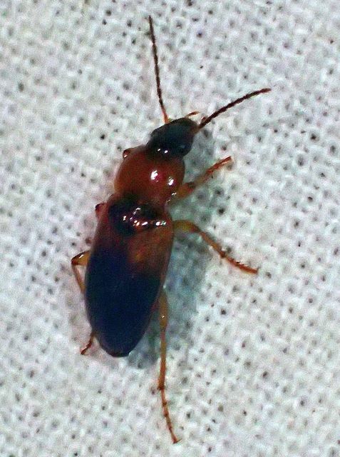 Stenolophus teutonus - nagyfoltos turzásfutó