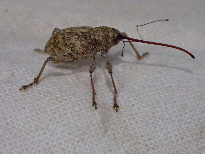 Curculio elephas - gesztenyezsuzsóka