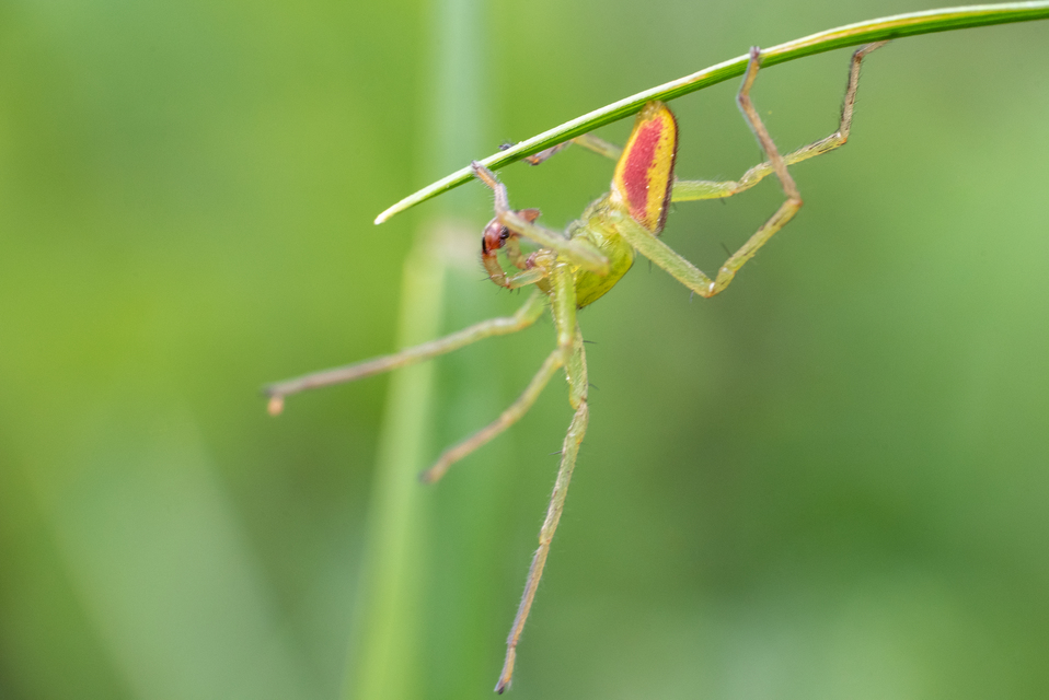 Micrommata virescens - hunyópók