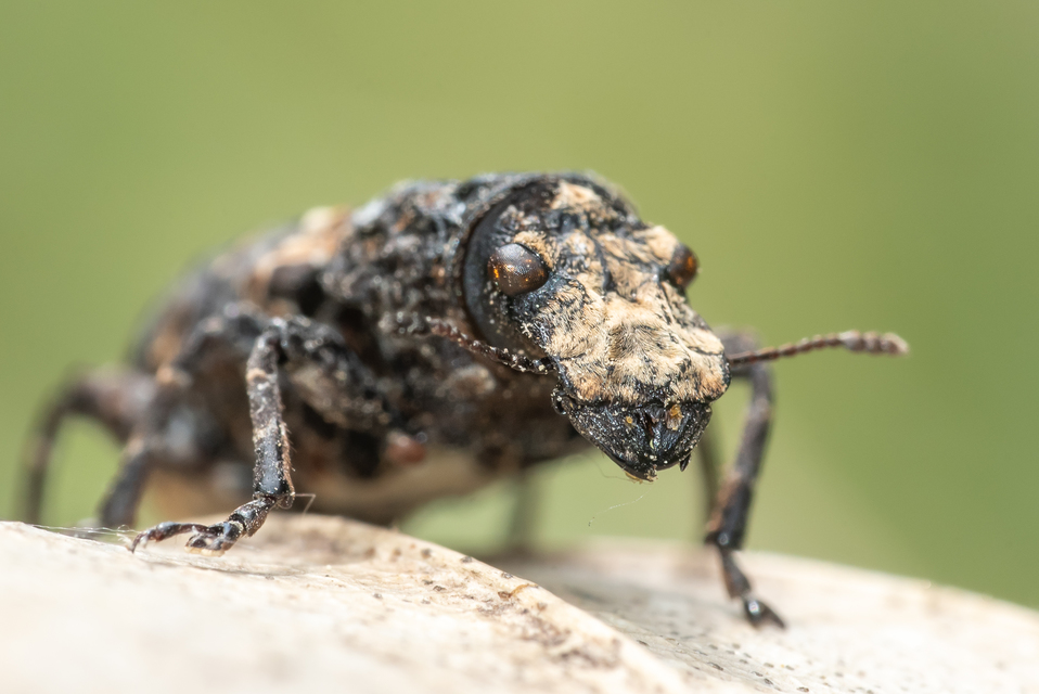 Platyrhinus resinosus - nagy orrosbogár