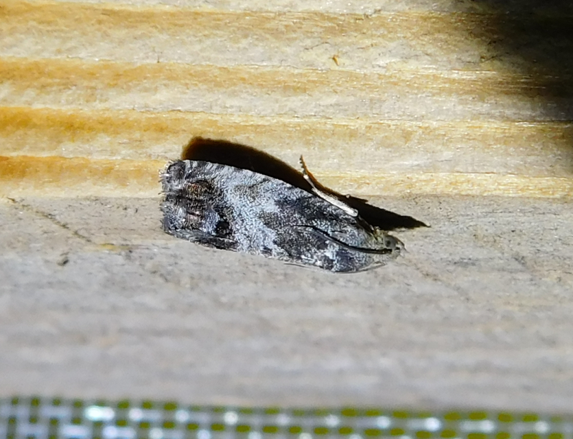 Cydia splendana - tölgymakkmoly