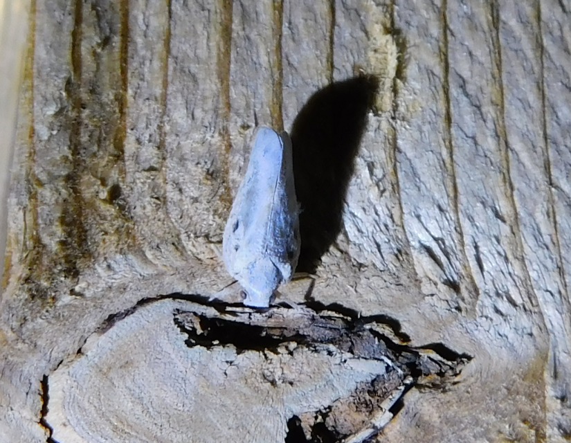 Metcalfa pruinosa - amerikai lepkekabóca