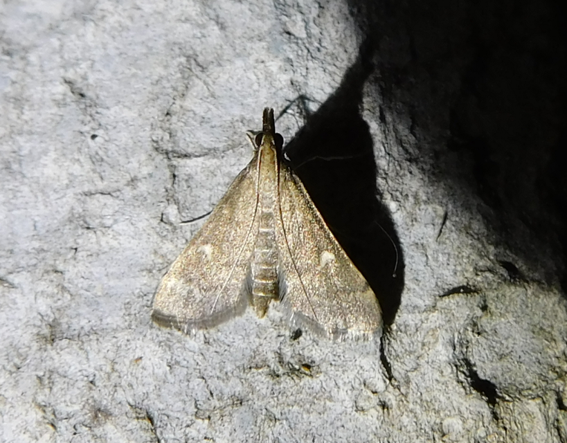 Dolicharthria punctalis - hosszúlábú tűzmoly